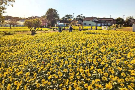 【神奈川県寒川町】10年目の「さむかわ冬のひまわり」