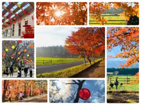 牧場ならではの紅葉を楽しむ「那須千本松牧場 紅utf-8 牧場ならではの紅葉を楽しむ「那須千本松牧場 紅utf-8