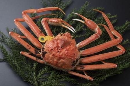 12月13日(土)14日(日)【福井フードテインメント2025in