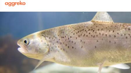 【アグレコジャパン】陸上養殖向け「仮設冷却・仮設電