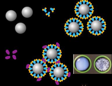 標的外のタンパク質の付着を防ぐラテックス粒子を合成