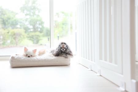 【2025年10月グランドオープン】静岡県のドッグファー