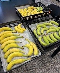 農福連携で育てられた高槻産バナナが好評