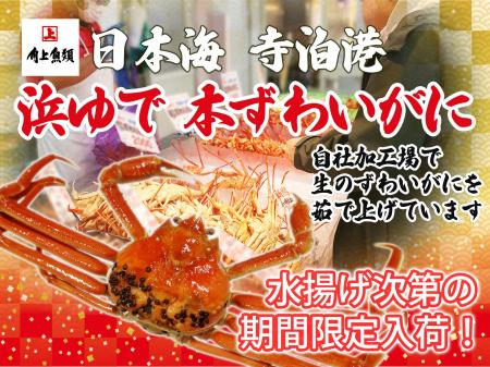 【角上魚類】冬の味覚「本ずわいがに」が寺泊本店に数