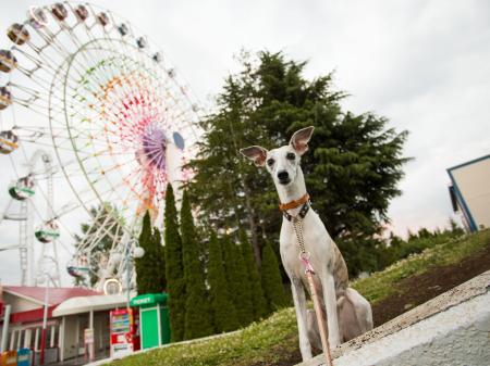 「わんこの森フェスティバル in 富士急ハイランド」11