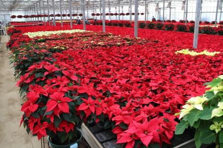 クリスマスを彩る6万鉢の奇跡　入間の温室が燃ゆる