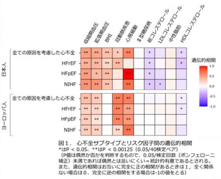 心不全のタイプごとに異なる遺伝的仕組みを解明―ゲノ