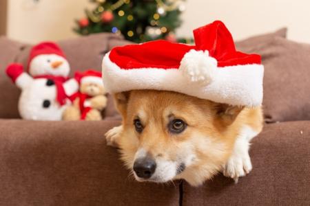 クリスマスは愛犬と一緒にほっこり旅！長野・蓼科の愛