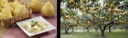 11～12月が旬！西洋なしの出荷量全国第2位の新潟utf-8