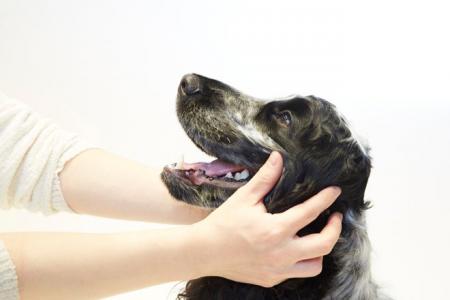 「アニコム ビッグデータ MA-T 臨床科学共同研究講座