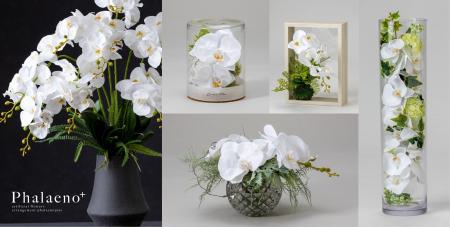 美しく咲き誇る上品な胡蝶蘭の新しいかたち『Phalaeno 美しく咲き誇る上品な胡蝶蘭の新しいかたち『Phalaeno