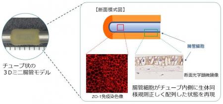 「3Dミニ腸管モデル」作製技術を新たに開発 「3Dミニ腸管モデル」作製技術を新たに開発