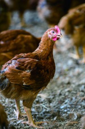 料理家・arikoさんと作る手軽でとびきりおいしい　秋