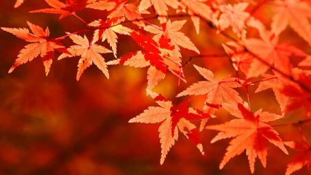 紅葉を楽しみたい人は5割　遠出しなくても近所の公園