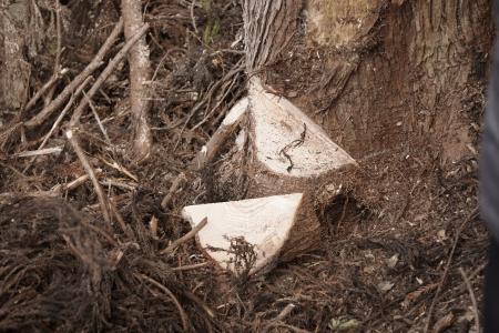 「山のダイゴミプロジェクト」から生まれた「山の木っ 「山のダイゴミプロジェクト」から生まれた「山の木っ