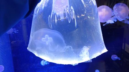 サンシャイン水族館 “クラゲの展示水槽 デビュー2025”