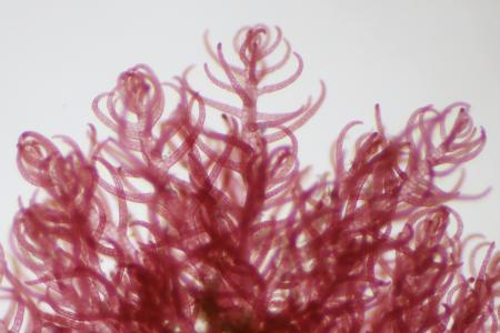 アルヌール、「メタン削減海藻」の量産化へ鹿児島で種