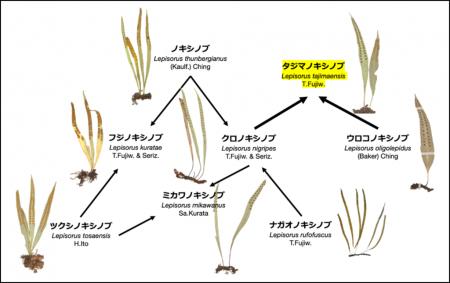昭和医科大学らの共同研究チームが、百人一首にutf-8 昭和医科大学らの共同研究チームが、百人一首にutf-8