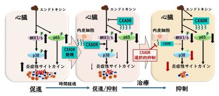 【横浜市立大学】重症敗血症の原因に新たな鍵 治utf-8 【横浜市立大学】重症敗血症の原因に新たな鍵 治utf-8
