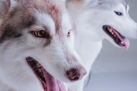 【大阪・高槻】大型犬OKの写真館「Studio Root/B（ル