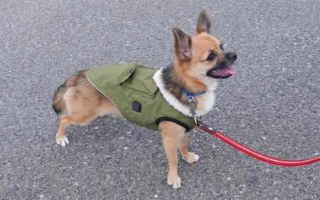 真冬のお散歩も陽だまりのような暖かさを。大好きなお