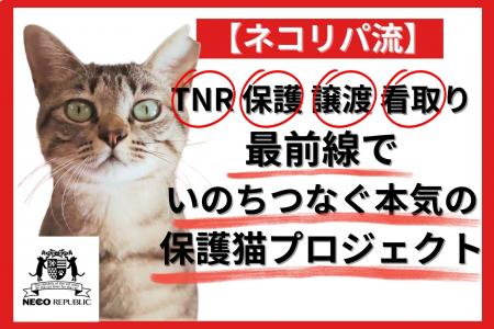本気の「殺処分ゼロ」実現プロジェクト始動。猫の殺処 本気の「殺処分ゼロ」実現プロジェクト始動。猫の殺処