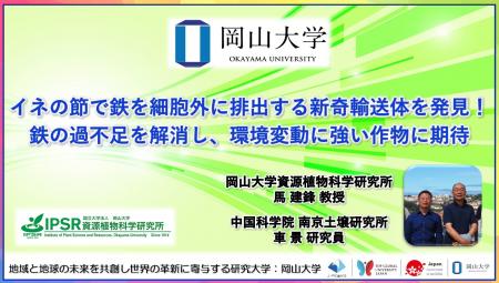【岡山大学】イネの節で鉄を細胞外に排出する新奇輸送 【岡山大学】イネの節で鉄を細胞外に排出する新奇輸送