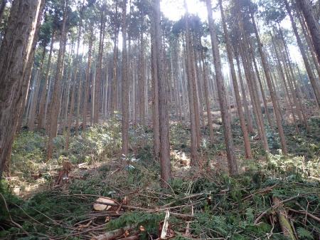 岐阜の森からカーボンニュートラルに貢献。南ひだ森林 岐阜の森からカーボンニュートラルに貢献。南ひだ森林