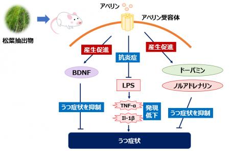 松葉抽出物がうつ病様症状を改善!アペリン経路の活性 松葉抽出物がうつ病様症状を改善!アペリン経路の活性