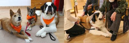 ロイヤルカナン財団認定NPO法人ペッツ・フォー・ライ ロイヤルカナン財団認定NPO法人ペッツ・フォー・ライ