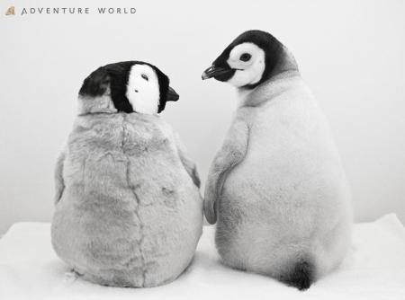 9月30日生まれのエンペラーペンギンの赤ちゃん 公 9月30日生まれのエンペラーペンギンの赤ちゃん 公