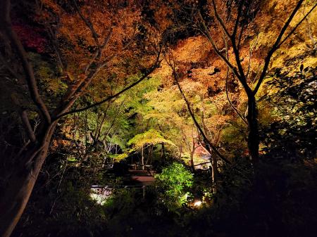 竹あかりと紅葉のライトアップ