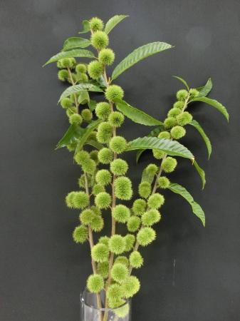 2025年「今年の花」決定 フラワー・オブ・ザ・イヤーO