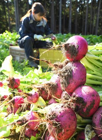 【飛騨高山・岐阜県高山市】飛騨の冬を彩る伝統野菜「