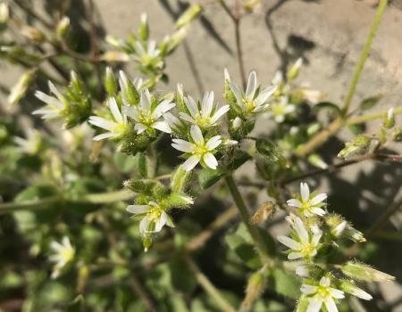 日めくりカレンダーに、あなたの“花の写真”を載せてみ