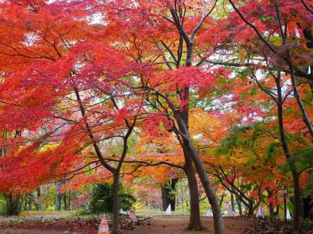 ～紅葉の帳が下りる森～紅葉が見頃を迎えました（国営