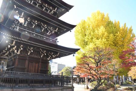 【飛騨高山・岐阜県高山市】樹齢推定1200年の大イチョ