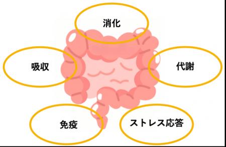 藤田医科大学発腸活ベンチャーの株式会社バイオシスラ