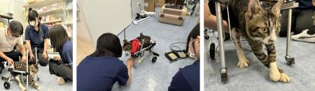 【広島国際大学】義肢装具学ぶ学生が動物のＱＯＬ向上