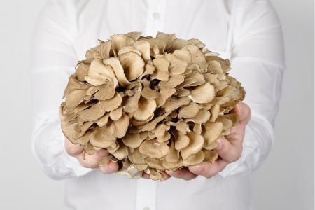 マイタケが持つ認知機能改善効果についての研究成果を