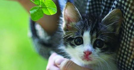 殺処分ゼロを本気で目指す公益財団法人どうぶつ基金が 殺処分ゼロを本気で目指す公益財団法人どうぶつ基金が