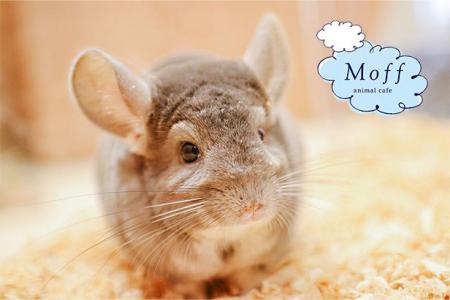 『Moff animal cafe』原宿・竹下通りに11月27日オープ