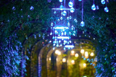 【冬の神秘的な自然とクリスマスをテーマにイルミネー