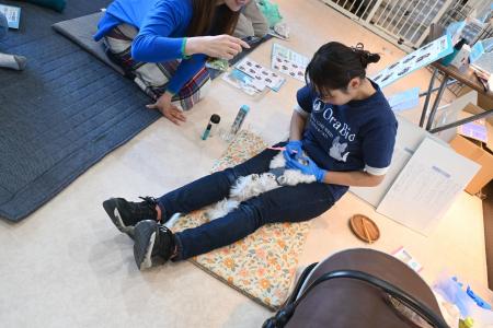 日本の犬用歯ブラシに新しい選択肢。10番目の新モデル