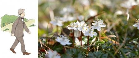 【六甲高山植物園】冬季特別開園～雪を割って咲utf-8