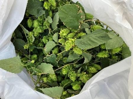 商業施設から広がるコミュニティの輪　屋上でホップ栽