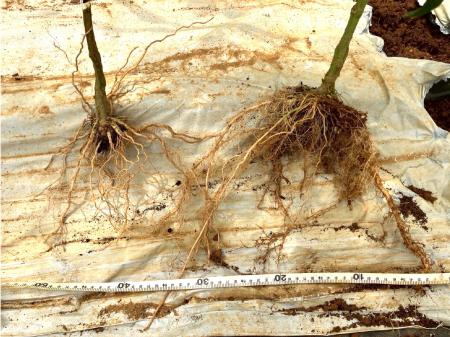 根張り効果が最大150%向上。農産物の糖度やミネラルを