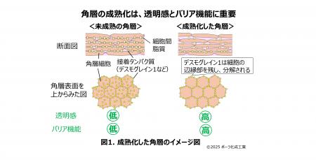 細胞間脂質の主要構成成分である脂肪酸が透明感とバリ
