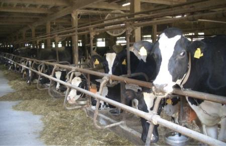 【豊橋市】耕畜連携による粗飼料自給率100％で低コス