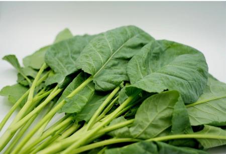 【新農業プロジェクト】株式会社INGEN、秋田県にかほ